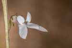 White lobelia